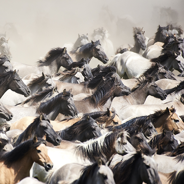 2024-5 Wildpferdefang Detail 2